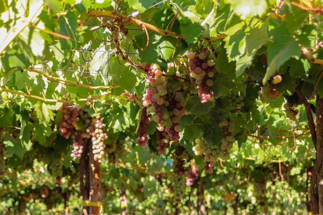 uvas rose