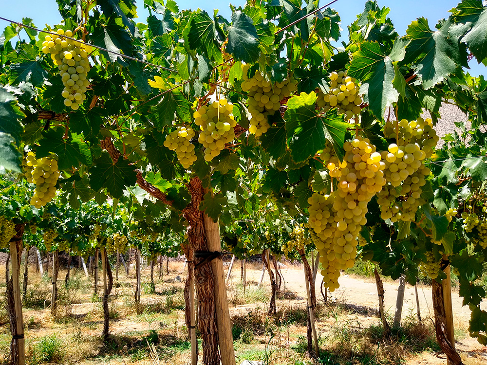 uvas_3a