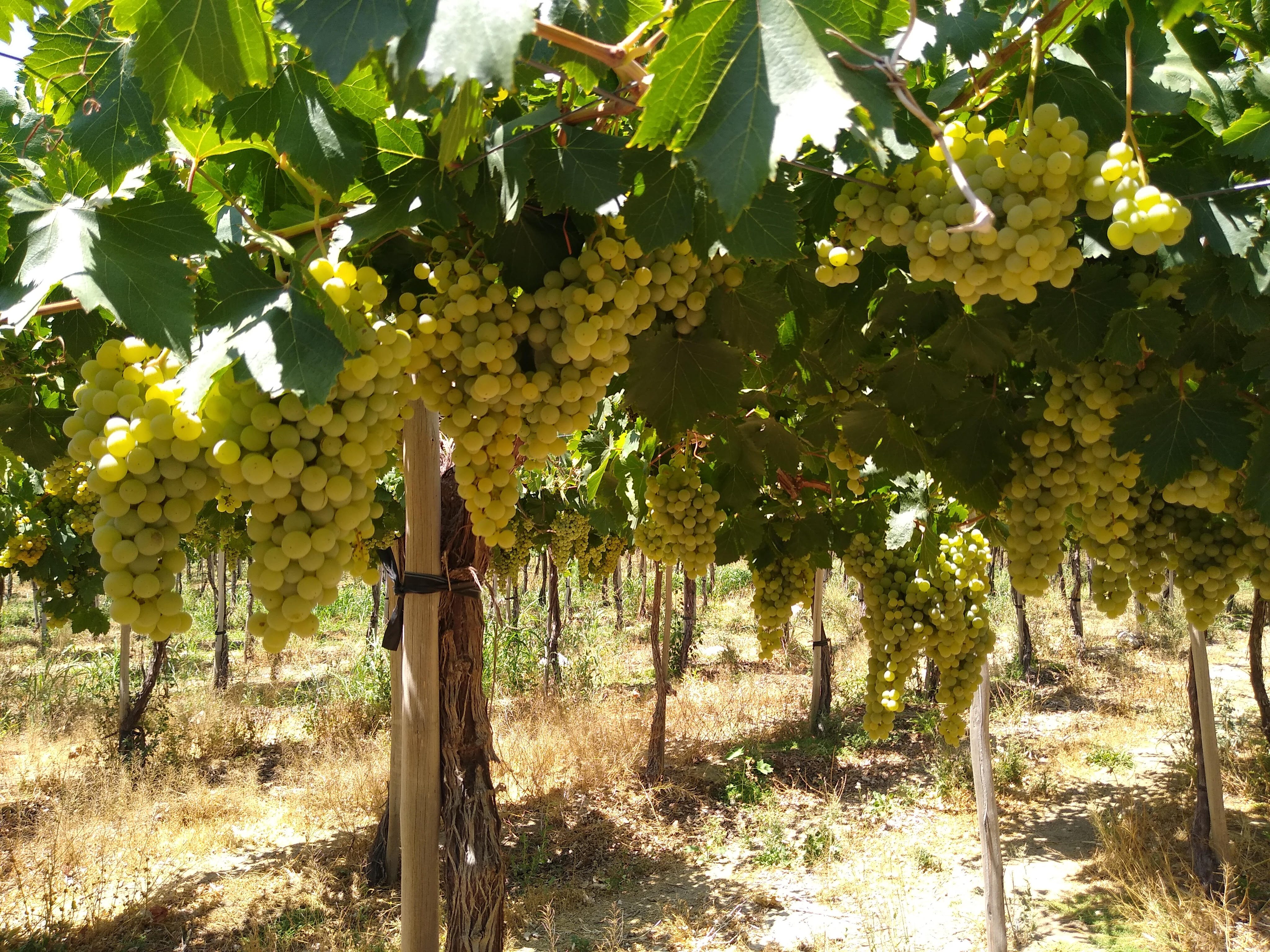 uvas_4