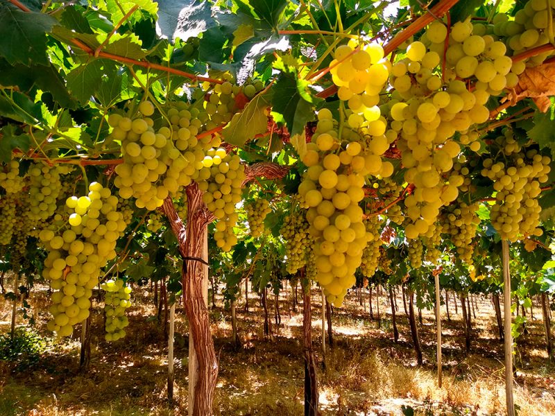 uvas_5a