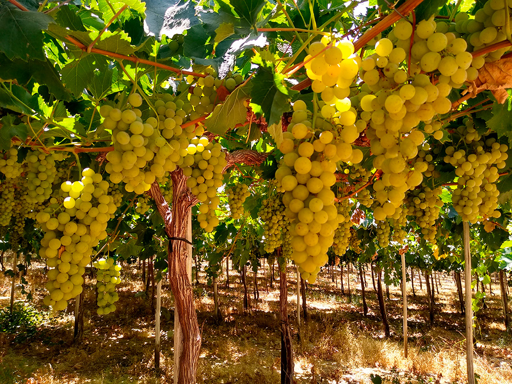 uvas_5aCCP